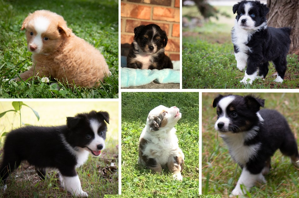 about Rockin H Aussies Ranch Puppies